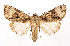  ( - AOC Lep 02564)  @11 [ ] Copyright (2022) G. Ronkay Unspecified