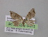  ( - BC ZSM Lep 04212)  @12 [ ] CreativeCommons - Attribution Non-Commercial Share-Alike (2010) Unspecified SNSB, Zoologische Staatssammlung Muenchen