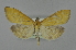  ( - BC MTD 01917)  @13 [ ] Unspecified (default): All Rights Reserved (2012) M. Nuss, Senckenberg Museum of Zoology, Dresden Senckenberg Museum of Zoology, Dresden