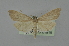  ( - BC MTD 01919)  @14 [ ] Unspecified (default): All Rights Reserved (2012) M. Nuss, Senckenberg Museum of Zoology, Dresden Senckenberg Museum of Zoology, Dresden