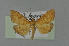  ( - BC MTD 01920)  @11 [ ] Unspecified (default): All Rights Reserved (2012) M. Nuss, Senckenberg Museum of Zoology, Dresden Senckenberg Museum of Zoology, Dresden
