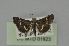  ( - BC MTD 01923)  @12 [ ] Unspecified (default): All Rights Reserved (2012) M. Nuss, Senckenberg Museum of Zoology, Dresden Senckenberg Museum of Zoology, Dresden