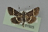  ( - BC MTD 01925)  @14 [ ] Unspecified (default): All Rights Reserved (2012) M. Nuss, Senckenberg Museum of Zoology, Dresden Senckenberg Museum of Zoology, Dresden