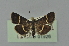  ( - BC MTD 01926)  @14 [ ] Unspecified (default): All Rights Reserved (2012) M. Nuss, Senckenberg Museum of Zoology, Dresden Senckenberg Museum of Zoology, Dresden