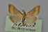  (Pyrausta castalis - BC MTD 01929)  @14 [ ] Unspecified (default): All Rights Reserved (2012) M. Nuss, Senckenberg Museum of Zoology, Dresden Senckenberg Museum of Zoology, Dresden