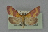  ( - BC MTD 01930)  @13 [ ] Unspecified (default): All Rights Reserved (2012) M. Nuss, Senckenberg Museum of Zoology, Dresden Senckenberg Museum of Zoology, Dresden