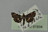  ( - BC MTD 01934)  @12 [ ] Unspecified (default): All Rights Reserved (2012) M. Nuss, Senckenberg Museum of Zoology, Dresden Senckenberg Museum of Zoology, Dresden