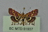  ( - BC MTD 01937)  @13 [ ] Unspecified (default): All Rights Reserved (2012) M. Nuss, Senckenberg Museum of Zoology, Dresden Senckenberg Museum of Zoology, Dresden