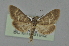  (Harpadispar - BC MTD 01942)  @14 [ ] Unspecified (default): All Rights Reserved (2012) M. Nuss, Senckenberg Museum of Zoology, Dresden Senckenberg Museum of Zoology, Dresden