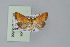  ( - BC MTD Lep 00566)  @14 [ ] CreativeCommons - Attribution Non-Commercial (2010) Senckenberg Museum of Zoology, Dresden Senckenberg Museum of Zoology, Dresden