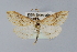  ( - BC MTD Lep 00588)  @13 [ ] CreativeCommons - Attribution Non-Commercial (2010) Senckenberg Museum of Zoology, Dresden Senckenberg Museum of Zoology, Dresden