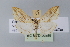  ( - BC MTD Lep 00589)  @13 [ ] CreativeCommons - Attribution Non-Commercial (2010) Senckenberg Museum of Zoology, Dresden Senckenberg Museum of Zoology, Dresden