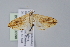  ( - BC MTD Lep 00590)  @13 [ ] CreativeCommons - Attribution Non-Commercial (2010) Senckenberg Museum of Zoology, Dresden Senckenberg Museum of Zoology, Dresden