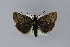  ( - BC MTD Lep 00605)  @14 [ ] CreativeCommons - Attribution Non-Commercial (2010) Senckenberg Museum of Zoology, Dresden Senckenberg Museum of Zoology, Dresden