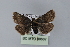  ( - BC MTD Lep 00607)  @14 [ ] CreativeCommons - Attribution Non-Commercial (2010) Senckenberg Museum of Zoology, Dresden Senckenberg Museum of Zoology, Dresden