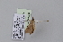  ( - BC MTD Lep 00733)  @13 [ ] CreativeCommons - Attribution Non-Commercial (2010) Senckenberg Museum of Zoology, Dresden Senckenberg Museum of Zoology, Dresden