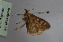  ( - BC MTD Lep 00746)  @12 [ ] CreativeCommons - Attribution Non-Commercial (2010) Senckenberg Museum of Zoology, Dresden Senckenberg Museum of Zoology, Dresden