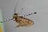  ( - BC MTD Lep 00794)  @12 [ ] CreativeCommons - Attribution Non-Commercial (2010) Senckenberg Museum of Zoology, Dresden Senckenberg Museum of Zoology, Dresden