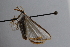  ( - BC MTD Lep 00820)  @12 [ ] CreativeCommons - Attribution Non-Commercial (2010) Senckenberg Museum of Zoology, Dresden Senckenberg Museum of Zoology, Dresden