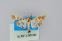  ( - BC MTD Lep 00843)  @12 [ ] CreativeCommons - Attribution Non-Commercial (2010) Senckenberg Museum of Zoology, Dresden Senckenberg Museum of Zoology, Dresden