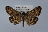  (Loxostege scutalis - BC MTD Lep 00878)  @14 [ ] CreativeCommons - Attribution Non-Commercial (2010) Senckenberg Museum of Zoology, Dresden Senckenberg Museum of Zoology, Dresden