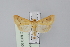  (Achyra nudalis - BC MTD Lep 00922)  @14 [ ] CreativeCommons - Attribution Non-Commercial (2010) Senckenberg Museum of Zoology, Dresden Senckenberg Museum of Zoology, Dresden
