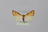  ( - BC MTD Lep 00936)  @13 [ ] CreativeCommons - Attribution Non-Commercial (2010) Senckenberg Museum of Zoology, Dresden Senckenberg Museum of Zoology, Dresden