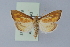  ( - BC MTD Lep 00937)  @14 [ ] CreativeCommons - Attribution Non-Commercial (2010) Senckenberg Museum of Zoology, Dresden Senckenberg Museum of Zoology, Dresden