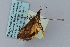  ( - BC MTD Lep 00938)  @12 [ ] CreativeCommons - Attribution Non-Commercial (2010) Senckenberg Museum of Zoology, Dresden Senckenberg Museum of Zoology, Dresden