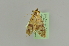  ( - BC MTD Lep 391)  @12 [ ] CreativeCommons - Attribution Non-Commercial (2010) Matthias Nuss Senckenberg Museum of Zoology, Dresden