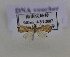  (Glaucocharis reniella - BC NKU 09152)  @13 [ ] Unspecified (default): All Rights Reserved  Unspecified Unspecified