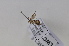  (Glaucocharis subalbilinealis - BC NKU 09167)  @12 [ ] Unspecified (default): All Rights Reserved  Unspecified Unspecified