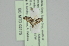  ( - BC MTD 02175)  @12 [ ] CreativeCommons - Attribution Non-Commercial (2012) M. Nuss, Senckenberg Museum of Zoology, Dresden Senckenberg Museum of Zoology, Dresden
