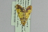  (Arthromastix pactolalis - BC MTD 02256)  @12 [ ] CreativeCommons - Attribution Non-Commercial (2012) M. Nuss, Senckenberg Museum of Zoology, Dresden Senckenberg Museum of Zoology, Dresden