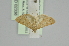  (Achyra similalis - BC MTD 02336)  @12 [ ] CreativeCommons - Attribution Non-Commercial (2012) M. Nuss, Senckenberg Museum of Zoology, Dresden Senckenberg Museum of Zoology, Dresden