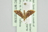  ( - BC MTD 02339)  @12 [ ] CreativeCommons - Attribution Non-Commercial (2012) M. Nuss, Senckenberg Museum of Zoology, Dresden Senckenberg Museum of Zoology, Dresden