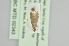  ( - BC MTD 02343)  @12 [ ] CreativeCommons - Attribution Non-Commercial (2012) M. Nuss, Senckenberg Museum of Zoology, Dresden Senckenberg Museum of Zoology, Dresden