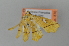  ( - BC MTD 02538)  @11 [ ] Unspecified (default): All Rights Reserved (2012) M. Nuss, Senckenberg Museum of Zoology, Dresden Senckenberg Museum of Zoology, Dresden