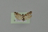  ( - BC MTD 01772)  @11 [ ] Unspecified (default): All Rights Reserved (2011) M. Nuss, Senckenberg Museum of Zoology, Dresden Senckenberg Museum of Zoology, Dresden
