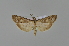 ( - BC MTD 01799)  @12 [ ] Unspecified (default): All Rights Reserved (2011) M. Nuss, Senckenberg Museum of Zoology, Dresden Senckenberg Museum of Zoology, Dresden