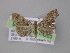  (Lascoria AH02Ec - BC ZSM Lep 04263)  @13 [ ] CreativeCommons - Attribution Non-Commercial Share-Alike (2010) Unspecified SNSB, Zoologische Staatssammlung Muenchen