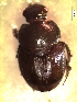  (Onthophagus aff. hircus - IBS018)  @11 [ ] CreativeCommons - Attribution Non-Commercial Share-Alike (2018) Instituto de Biología Subtropical Instituto de Biología Subtropical