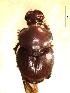  (Onthophagus aff. aeneus - IBS019)  @11 [ ] CreativeCommons - Attribution Non-Commercial Share-Alike (2018) Instituto de Biología Subtropical Instituto de Biología Subtropical