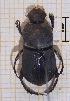  ( - IBS021)  @11 [ ] CreativeCommons - Attribution Non-Commercial Share-Alike (2018) Instituto de Biología Subtropical Instituto de Biología Subtropical