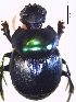  (Canthon deplanatus - IBS062)  @11 [ ] CreativeCommons - Attribution Non-Commercial Share-Alike (2018) Instituto de Biología Subtropical Instituto de Biología Subtropical