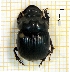  (Dichotomius bitiensis - IBS066)  @11 [ ] CreativeCommons - Attribution Non-Commercial Share-Alike (2018) Instituto de Biología Subtropical Instituto de Biología Subtropical