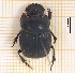  (Dichotomius sericeus - IBS074)  @11 [ ] CreativeCommons - Attribution Non-Commercial Share-Alike (2018) Instituto de Biología Subtropical Instituto de Biología Subtropical