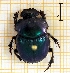  (Coprophanaeus saphirinus - IBS085)  @11 [ ] CreativeCommons - Attribution Non-Commercial Share-Alike (2018) Instituto de Biología Subtropical Instituto de Biología Subtropical