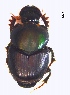  (Onthophagus aff. buculus - IBS089)  @11 [ ] CreativeCommons - Attribution Non-Commercial Share-Alike (2018) Instituto de Biología Subtropical Instituto de Biología Subtropical