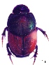  (Onthophagus buculus - IBS140)  @11 [ ] CreativeCommons - Attribution Non-Commercial Share-Alike (2018) Instituto de Biología Subtropical Instituto de Biología Subtropical